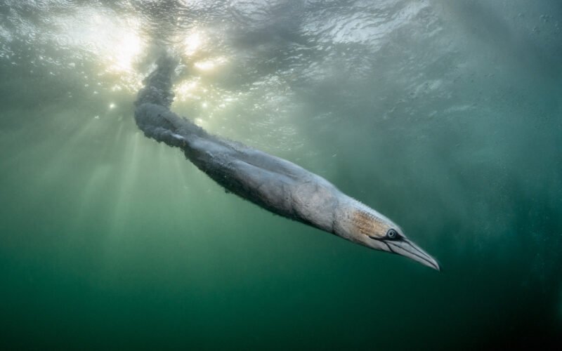 Naturfotografie im Wandel Die BPOTY 2026 Gewinner im Tech-Check - Image 1