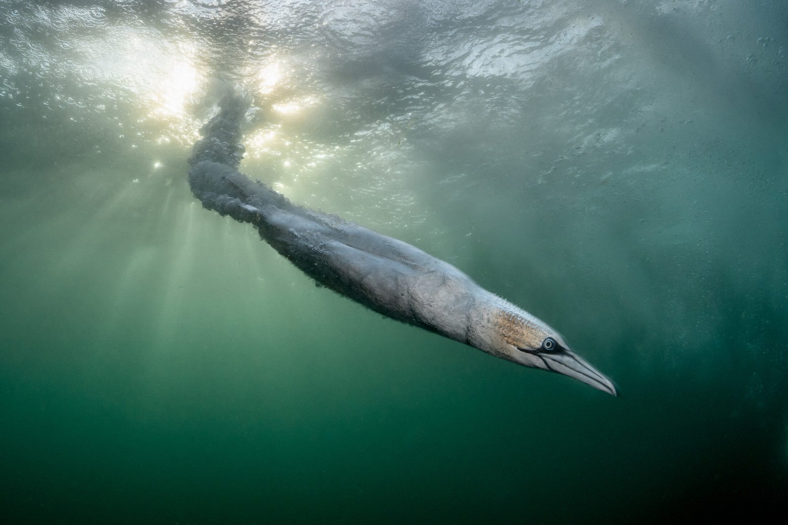 Naturfotografie im Wandel Die BPOTY 2026 Gewinner im Tech-Check - Image 1