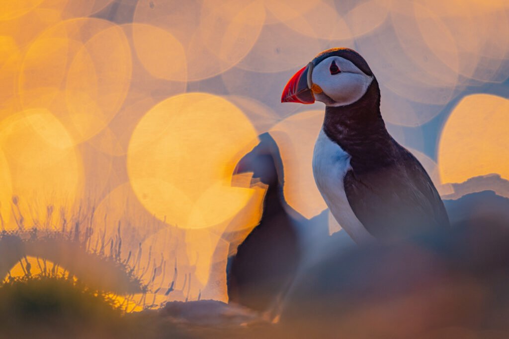 Naturfotografie im Wandel Die BPOTY 2026 Gewinner im Tech-Check - Image 4