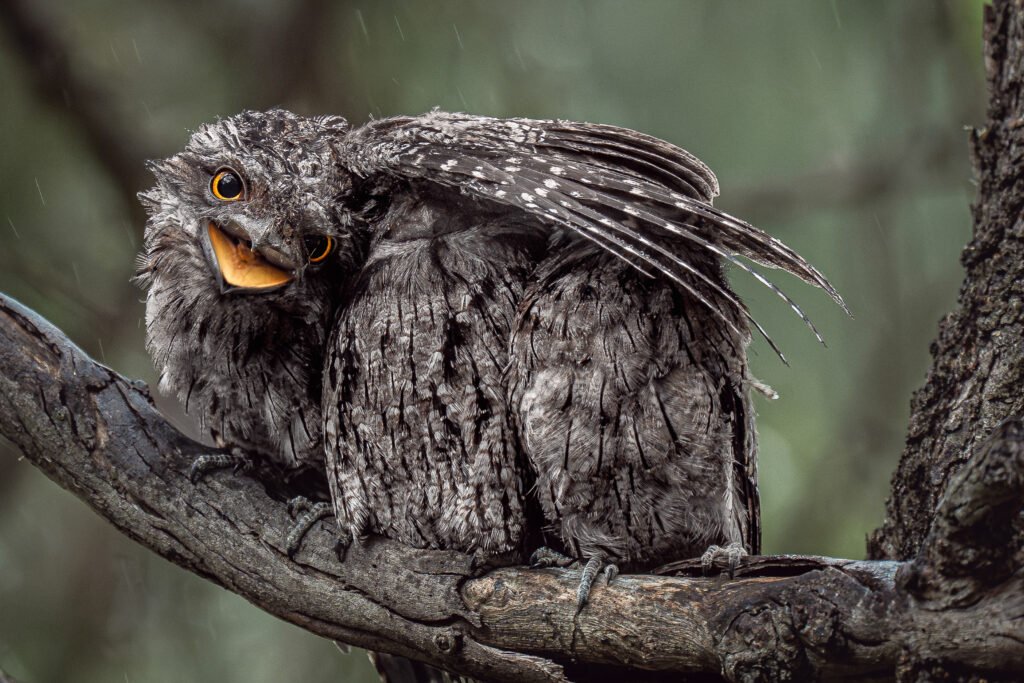 Naturfotografie im Wandel Die BPOTY 2026 Gewinner im Tech-Check - Image 5