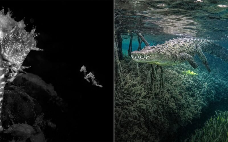 Ocean Photographer of the Year 2026 Meisterwerke im Fokus - Image 1