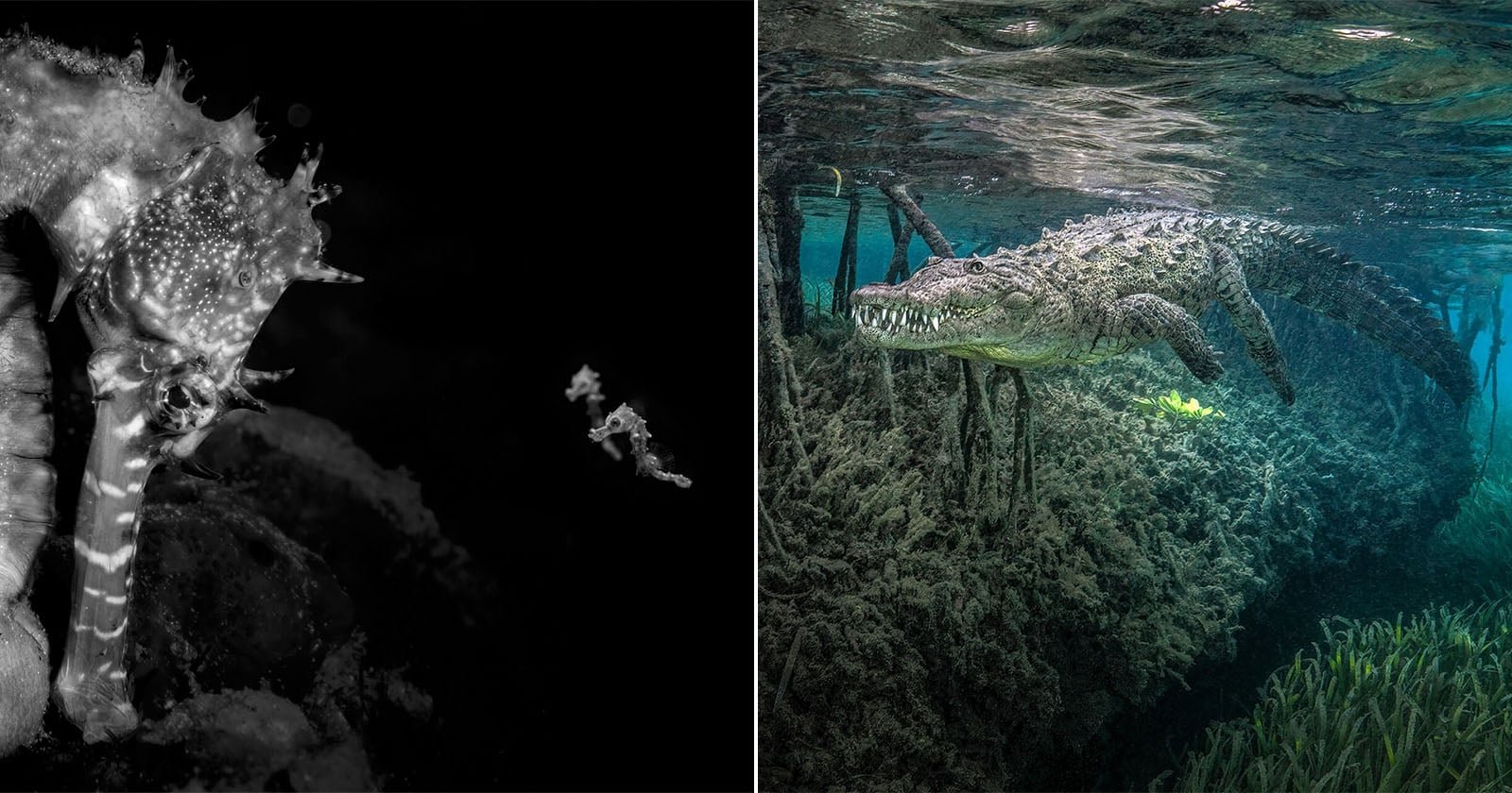Ocean Photographer of the Year 2026 Meisterwerke im Fokus - Image 1
