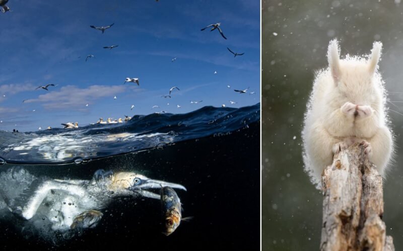 74 Nikkor Photo Contest Unterwasser-Vogelfoto gewinnt Hauptpreis - Image 1