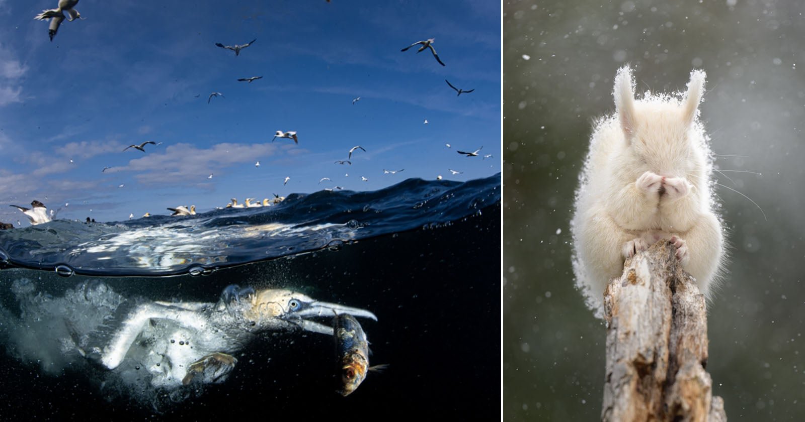 74 Nikkor Photo Contest Unterwasser-Vogelfoto gewinnt Hauptpreis - Image 1