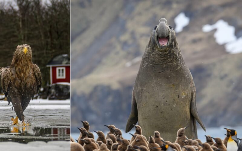 Nikon Comedy Wildlife Awards Humor trifft High-End-Technik - Image 1