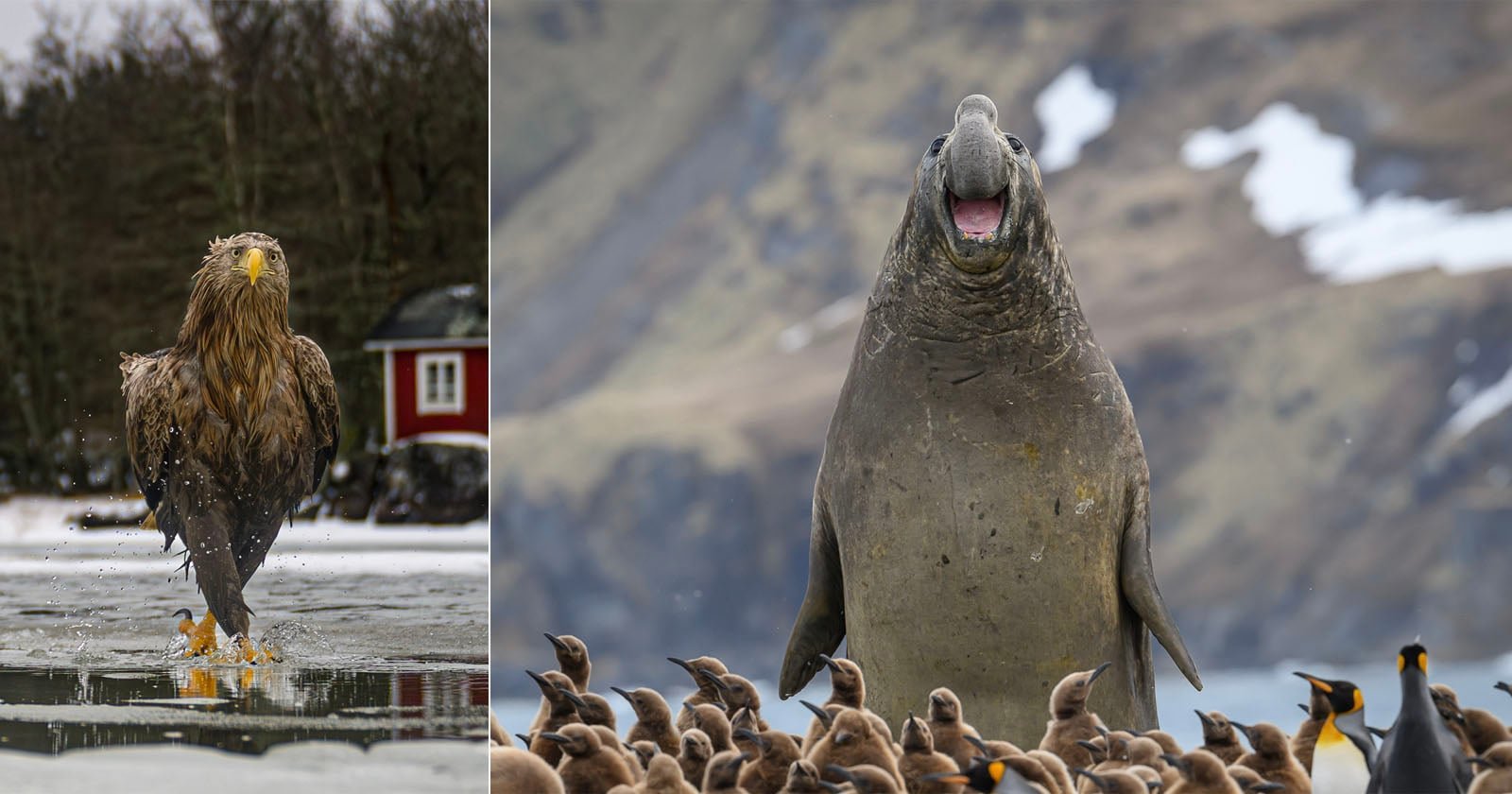 Nikon Comedy Wildlife Awards Humor trifft High-End-Technik - Image 1