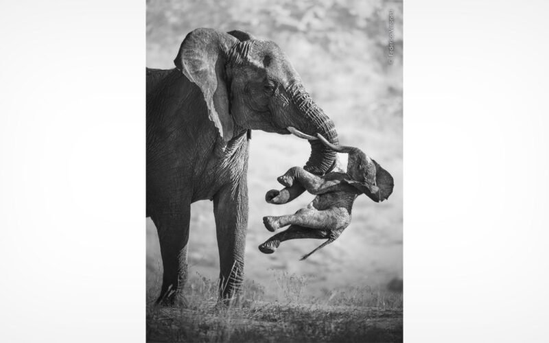 Wildlife Photographer of the Year 2026 Macht der Gefühle - Image 1