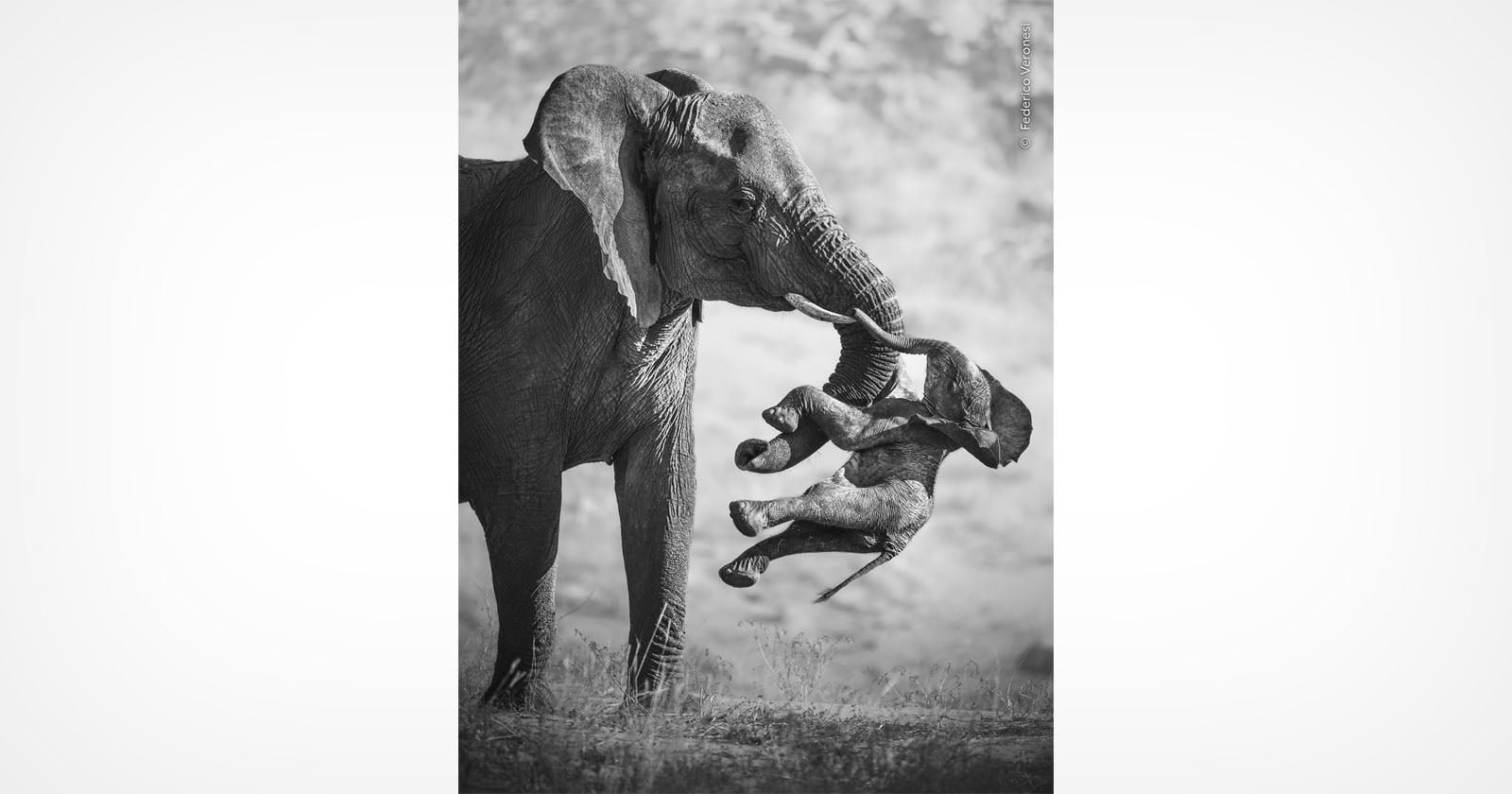 Wildlife Photographer of the Year 2026 Macht der Gefühle - Image 1